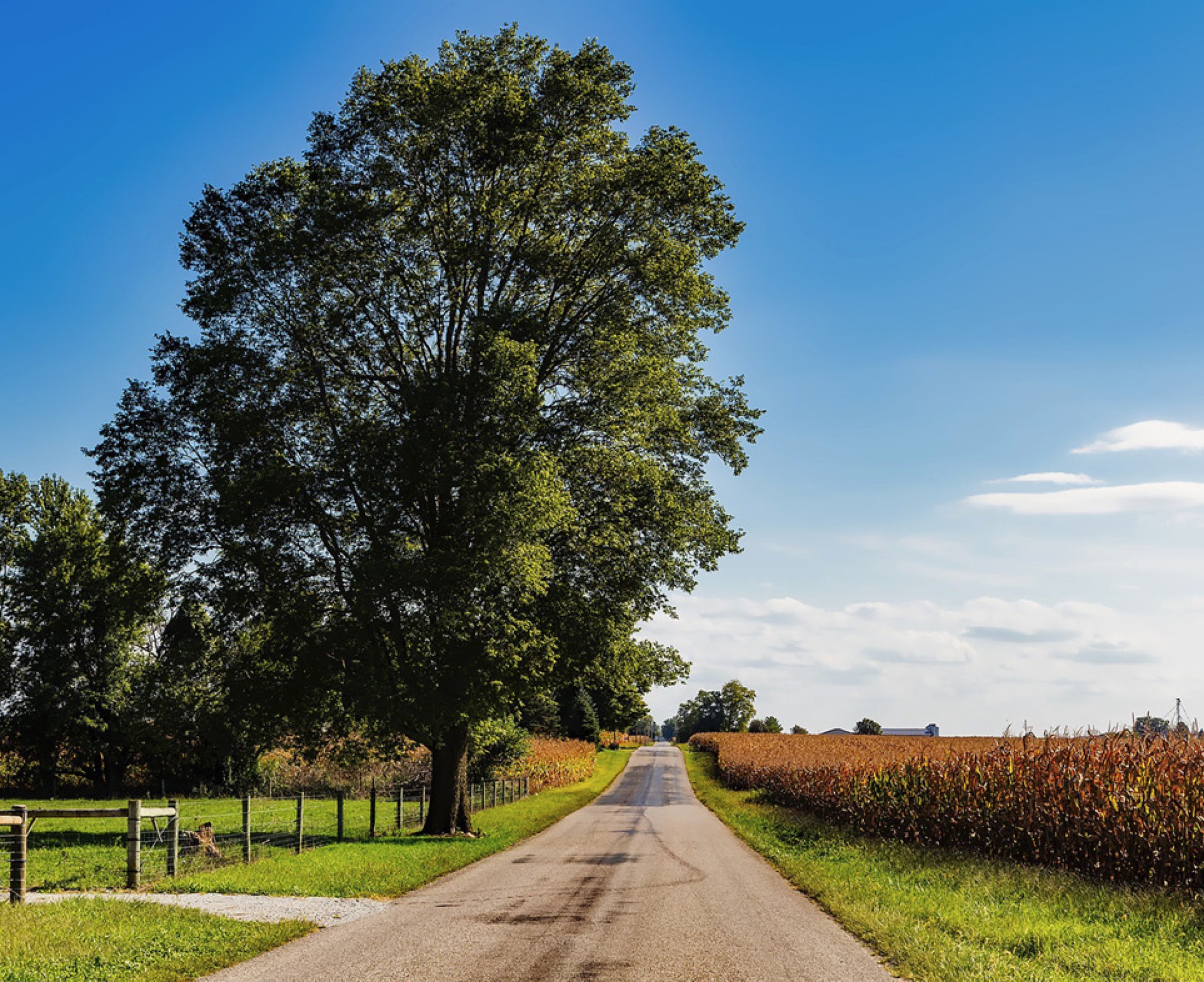 Image of a county road with trees on one side and a corn field on the other.